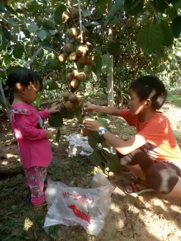小孩爱吃猕猴桃